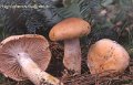 Hygrophorus pudorinus-amf962